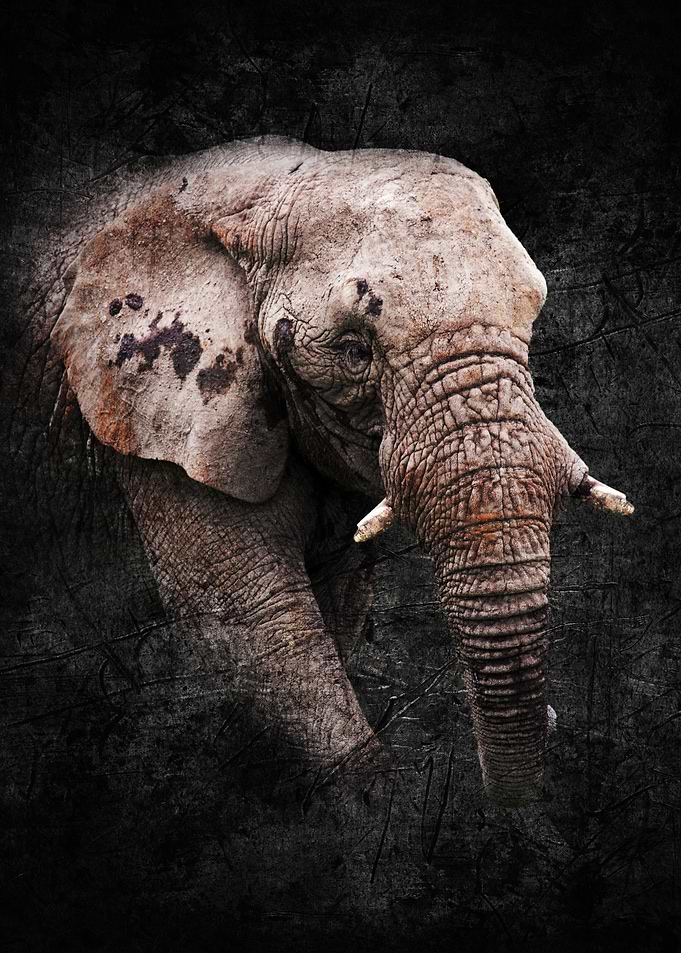 Elephant with Texture
