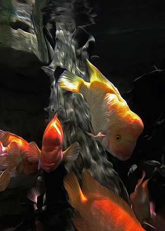 goldfish