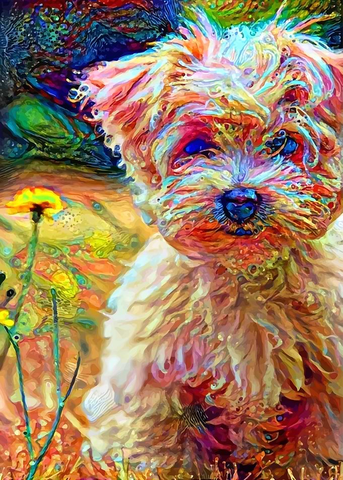 Little flower Maltese