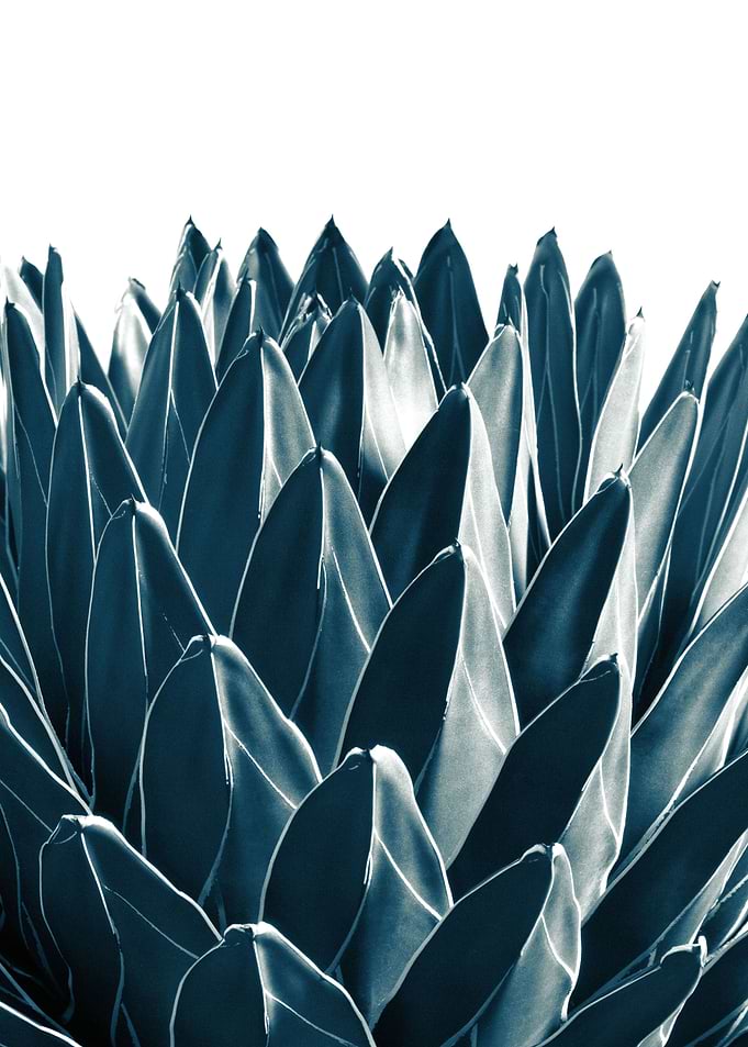 Agave Chic 3