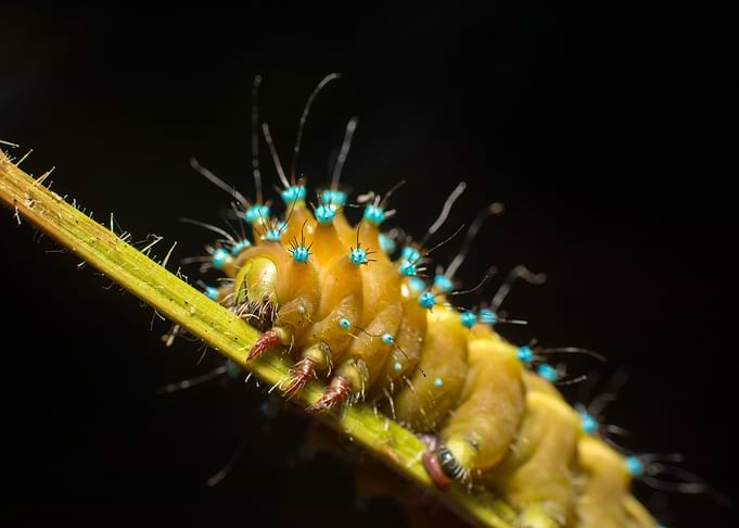 Caterpillar closeup
