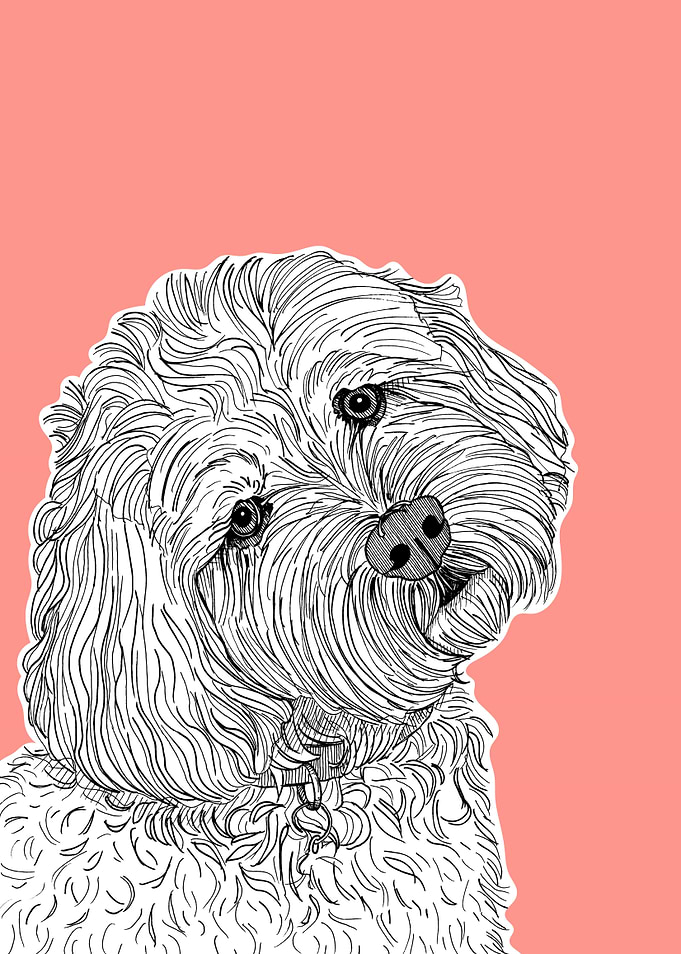 Cockapoo Dog Portrait