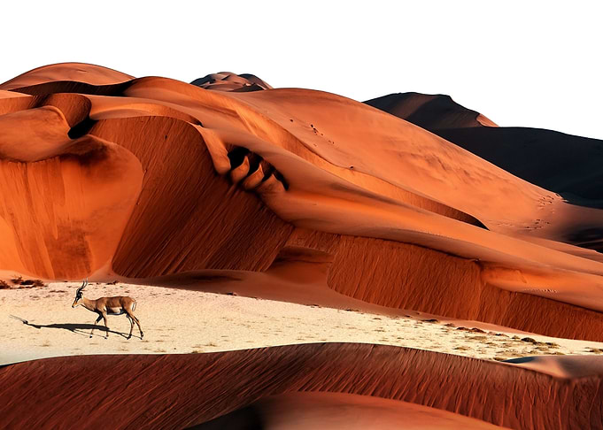 sand dunes and antelopes
