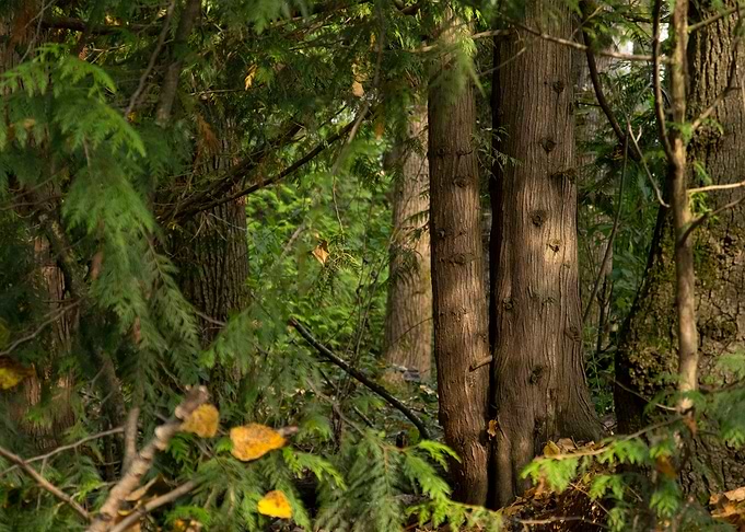 Forest 2