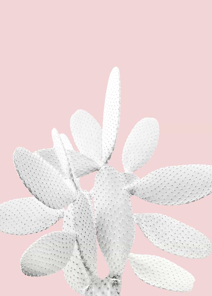 White Blush Cactus 1