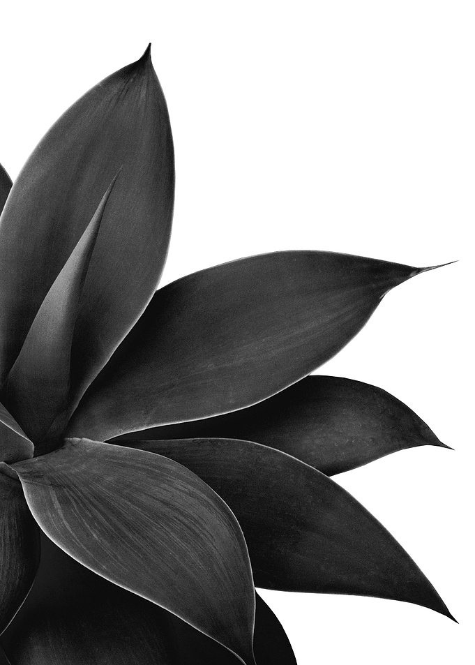 Agave Finesse 13
