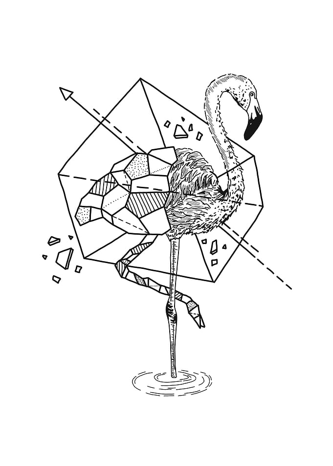 Aniometry Flamingo