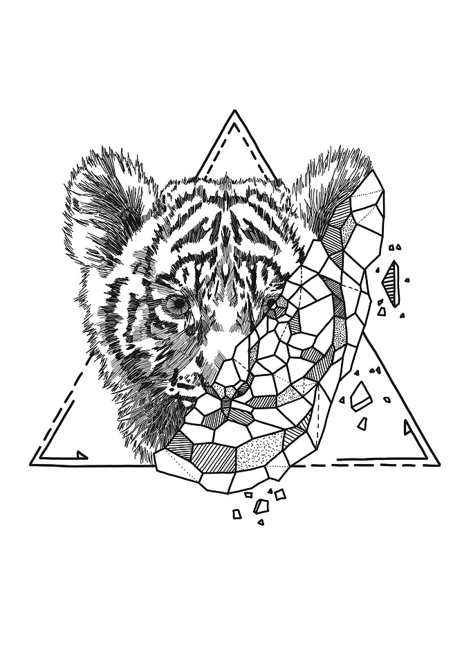 Aniometry Tiger Cup