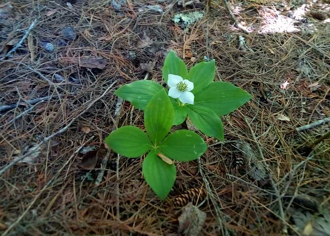 Bunchberry