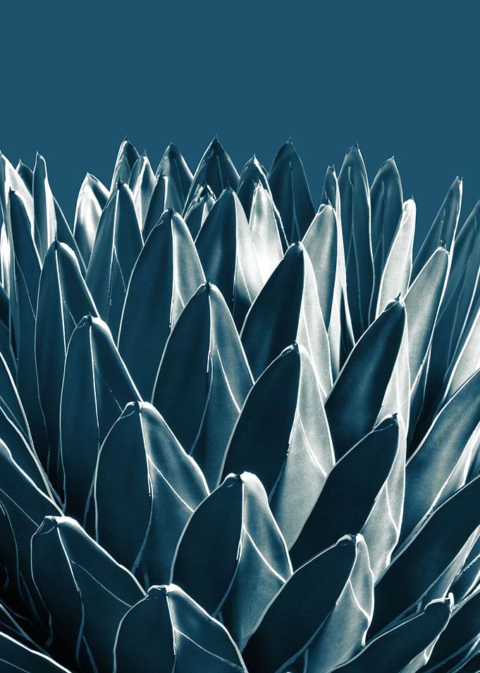 Agave Chic 5