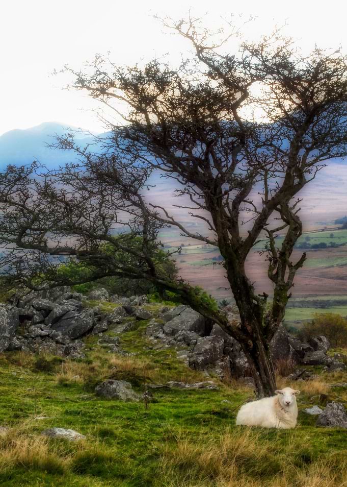Sheep under the tree