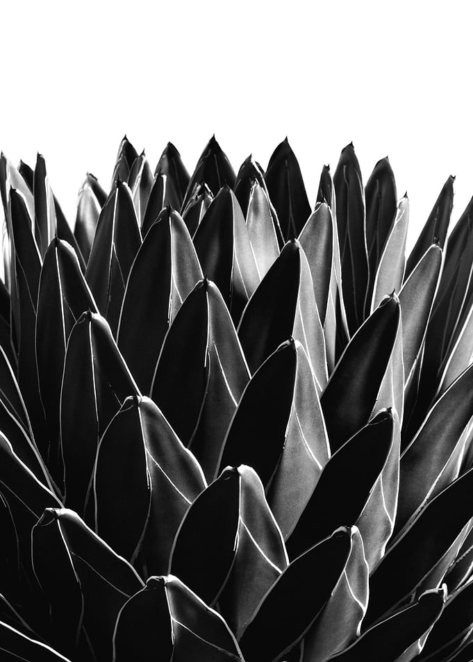 Agave Chic 7