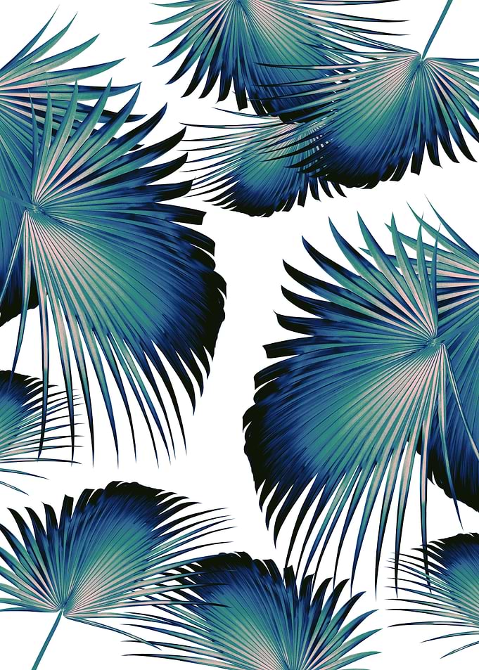 Fan Palms Paradise 1