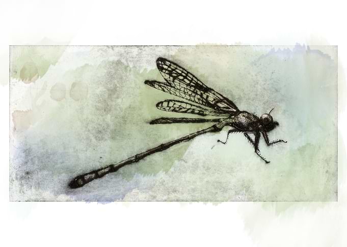 Dragonfly