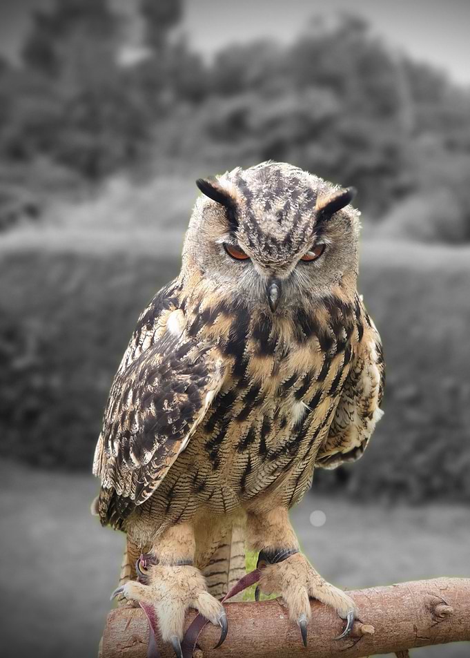 Owl