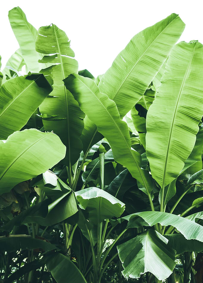 Minimalist Banana Tree
