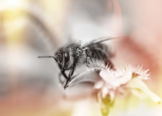 A Bee