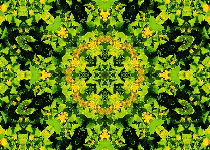 symmetry in nature 4
