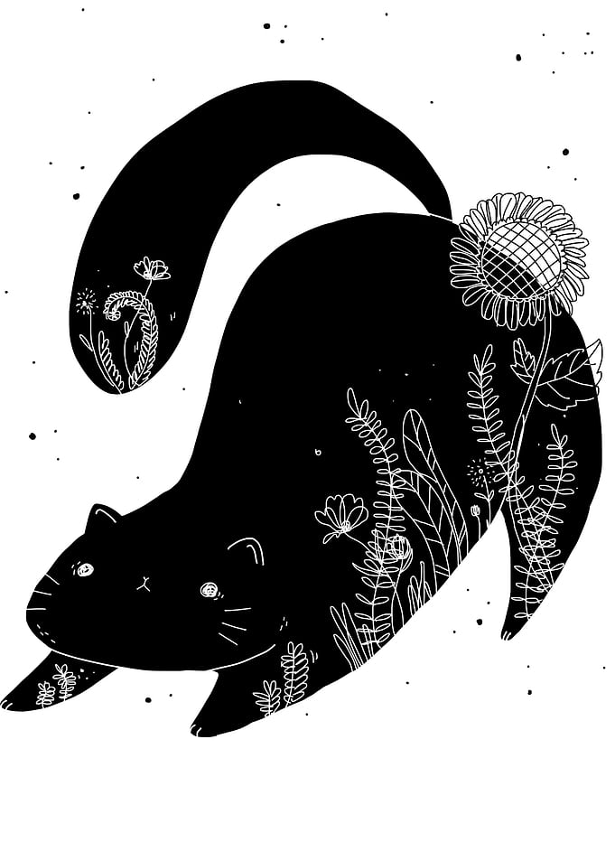 cat