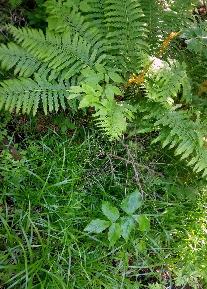 Upper Peninsula Flora 1