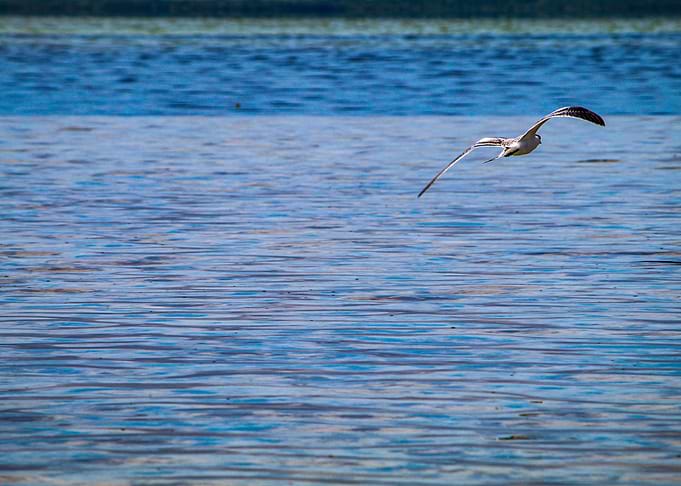 Spread your wings