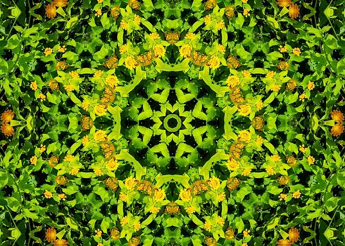 symmetry in nature 3