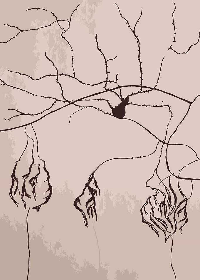 Neuronal Nests