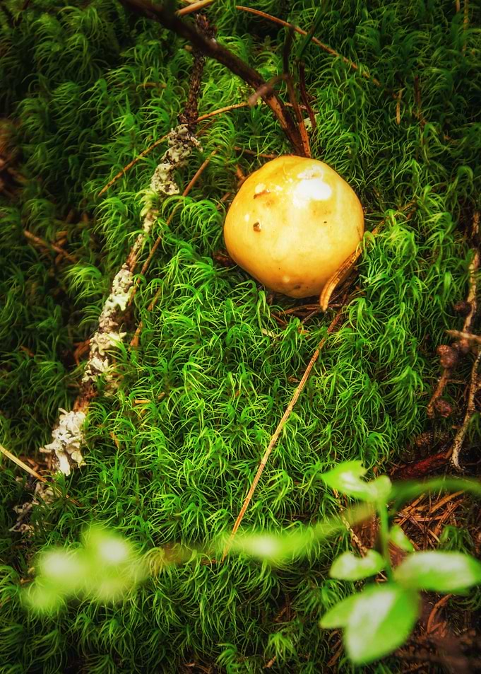 Small mushroom in moss