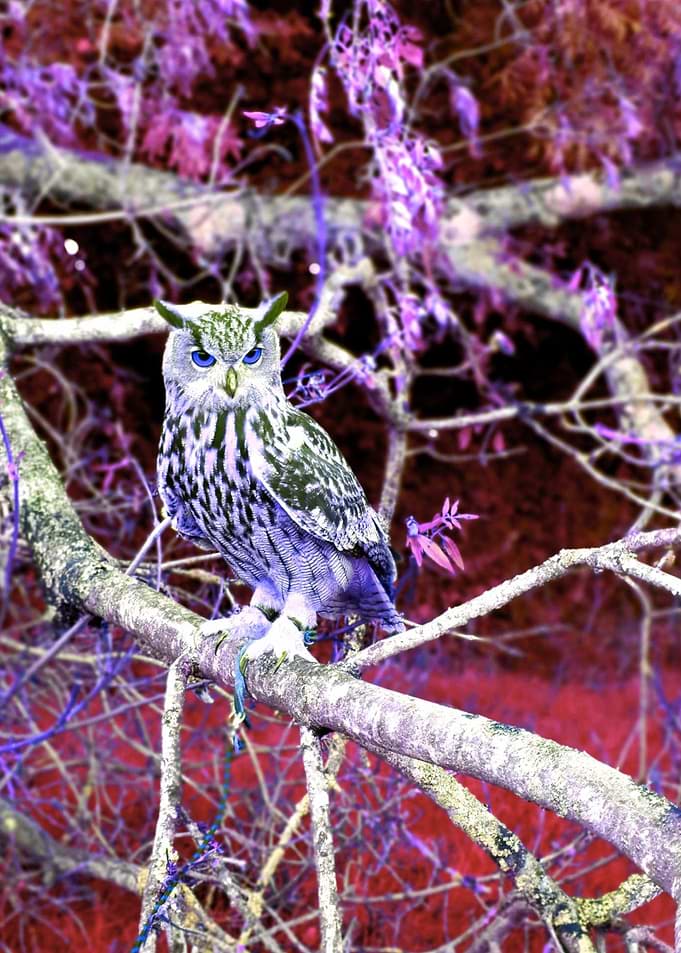 Psychedelic Owl