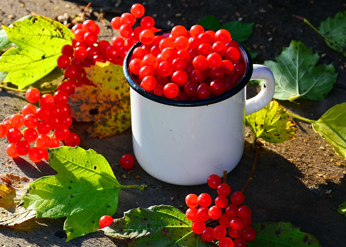 Red viburnum in a mug