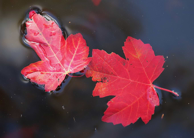 Maple