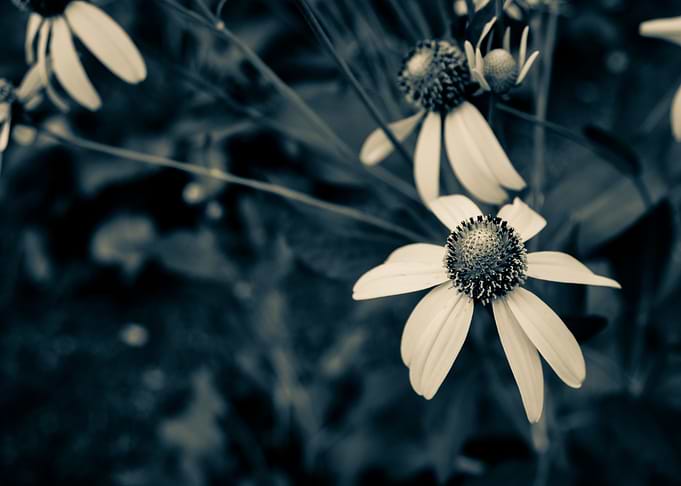 Flowers in a garden