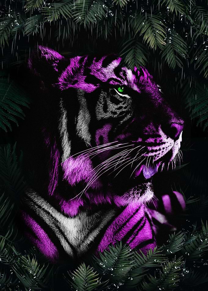 Tiger in the rain