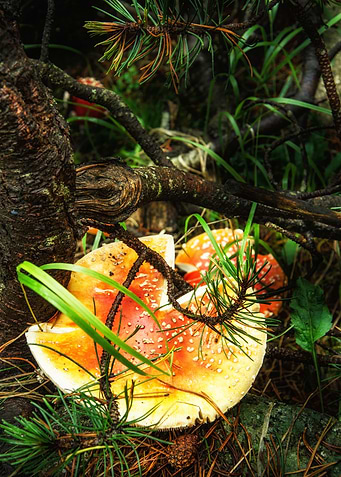 Fly amanita mushroom