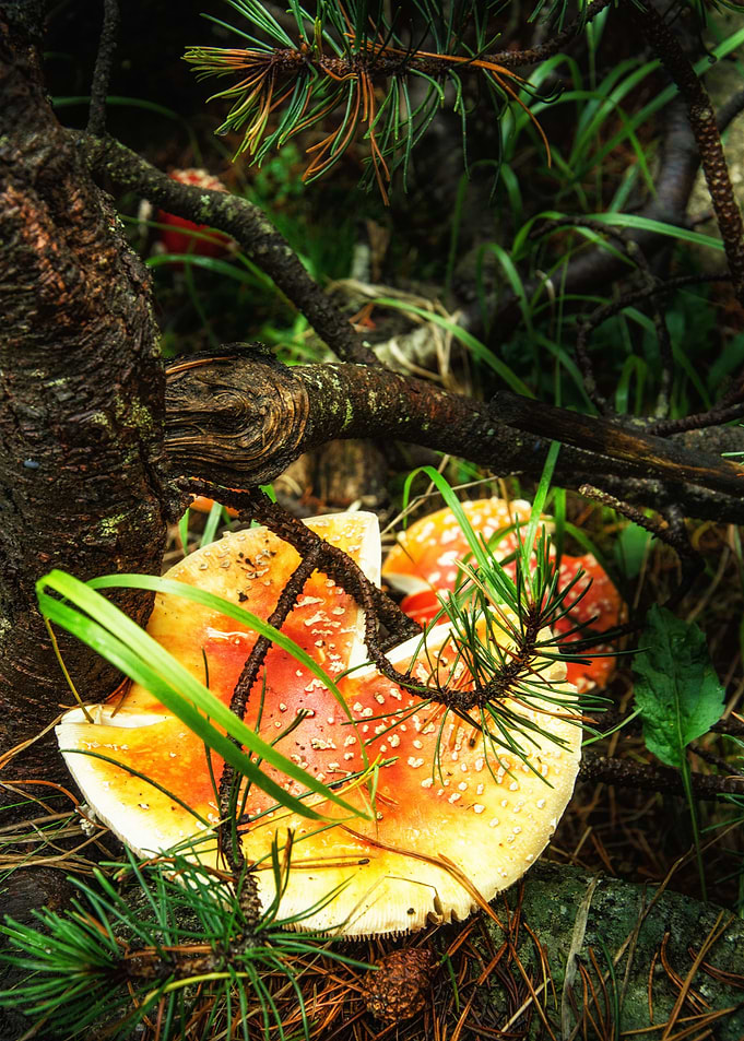 Fly amanita mushroom