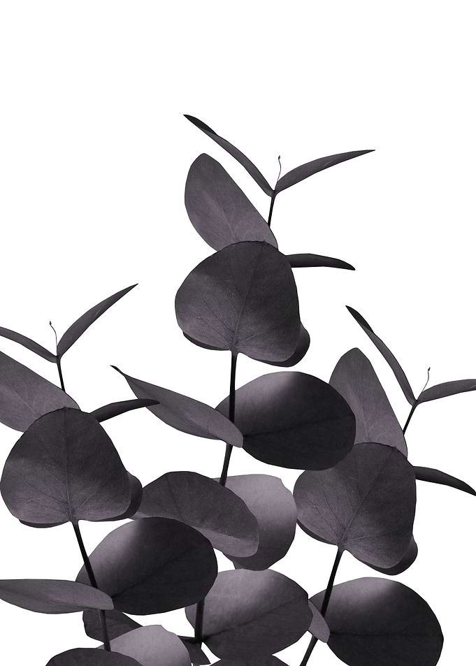 Eucalyptus Leaves BW 1