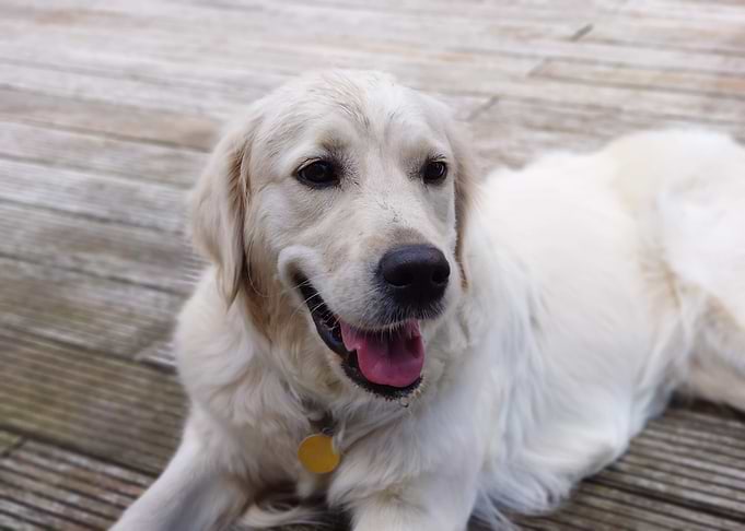 Golden Retriever