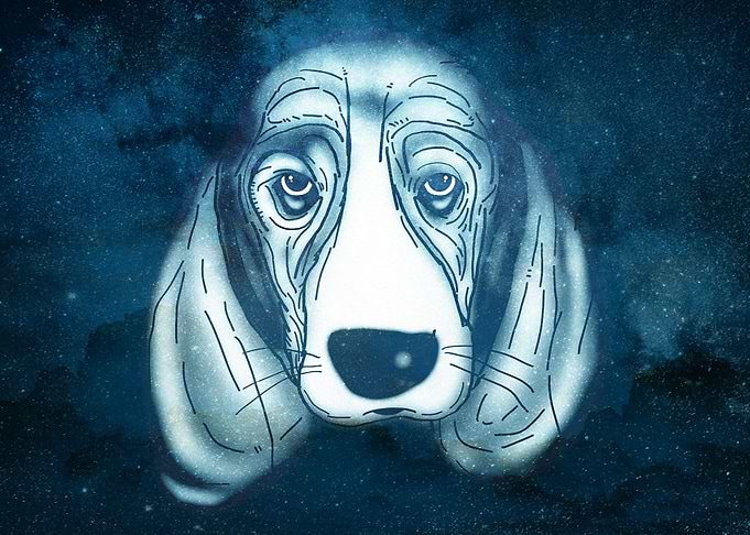 Dog Sad Face