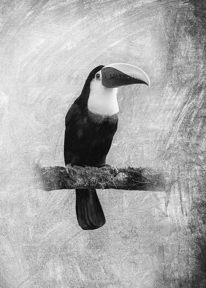 A Peaceful Toucan