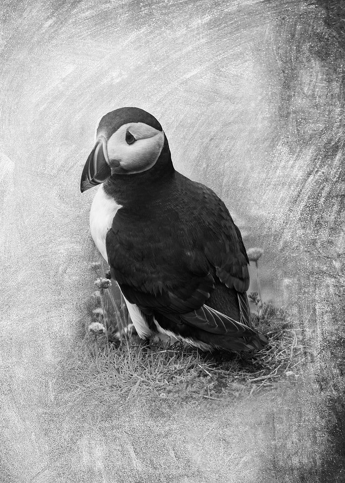 Cute Puffin