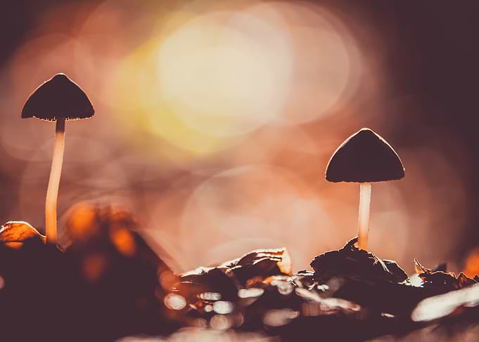 Mushrooms