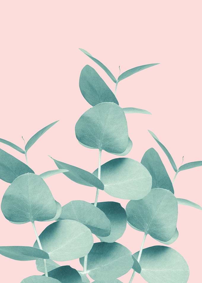 Eucalyptus Leaves 1