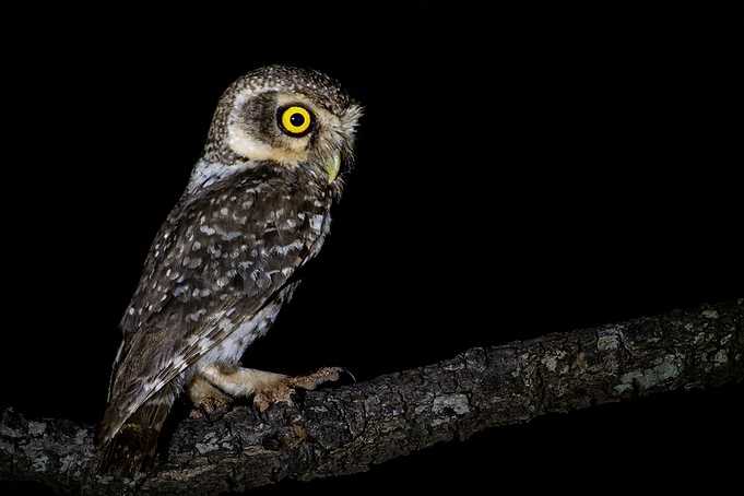 Owlet