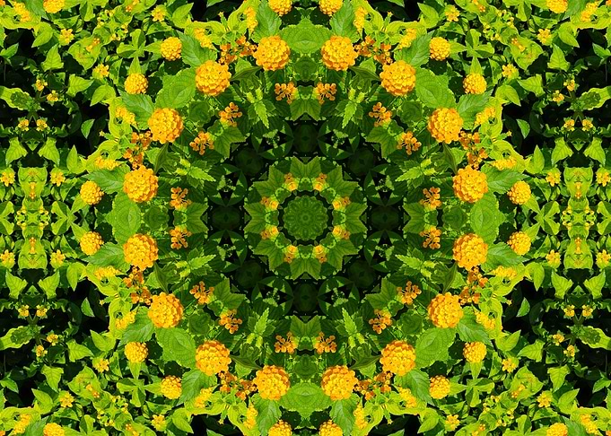 symmetry in nature 5
