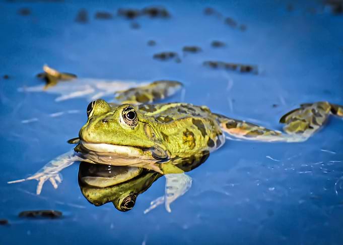 Wasser Frosch