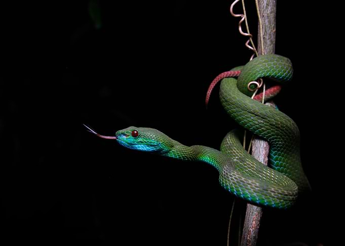 The Turquoise serpent