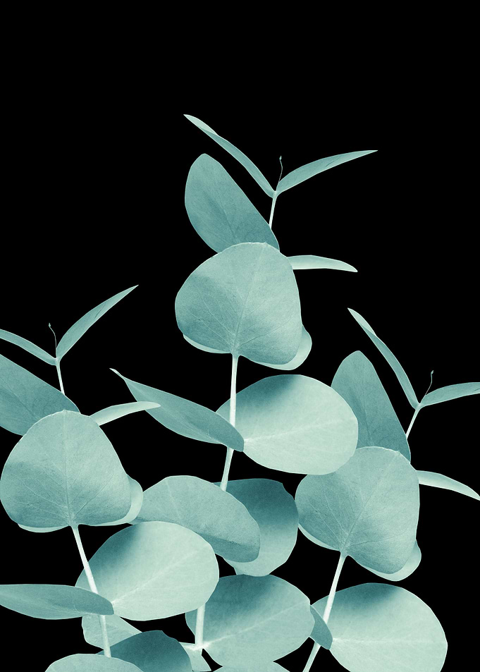 Eucalyptus Leaves 1