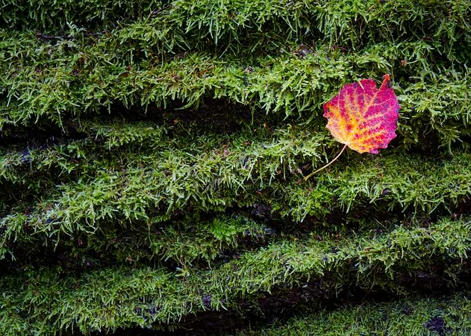 Red leaf on fallen tree