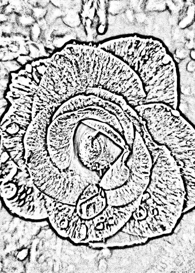 Abstract Rose 1
