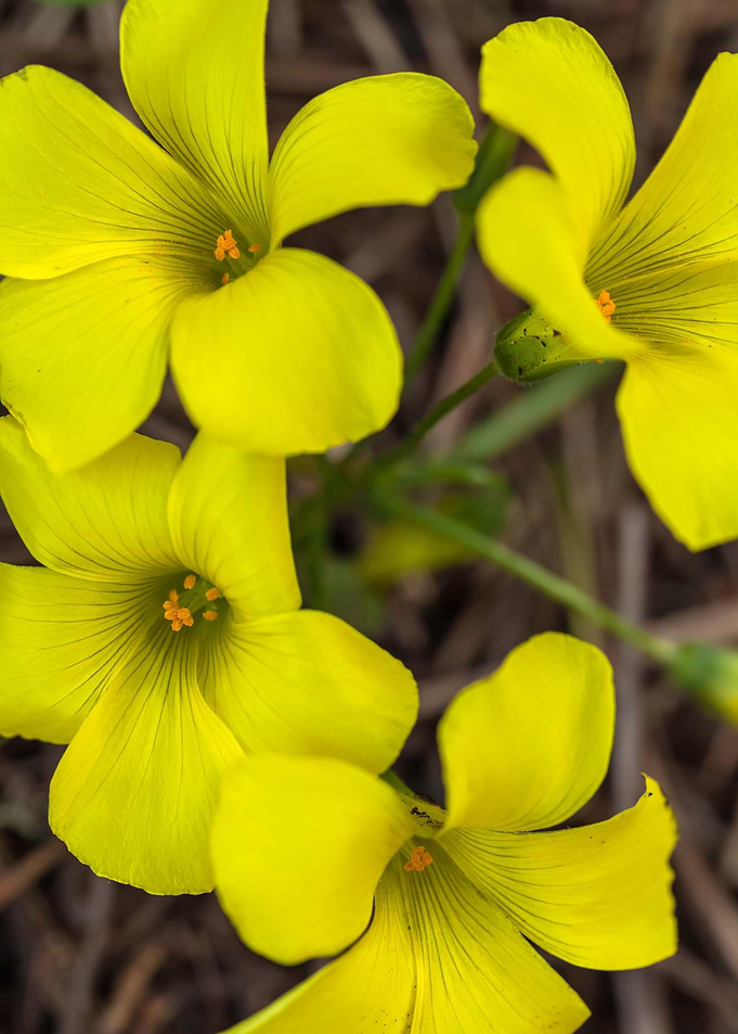 Bermuda buttercups